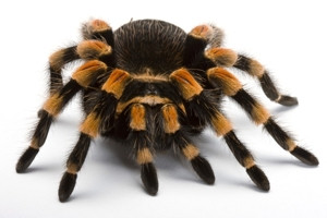 Formation spéciale "Arachnides" - 22 et 23 février 2024